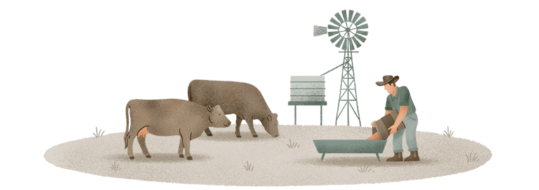 Farmer feeding two brown cows